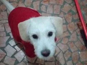 Cachorro raça Srd idade 7 a 11 meses nome Neve