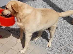 Cachorro raça SRD idade 6 ou mais anos nome Dora