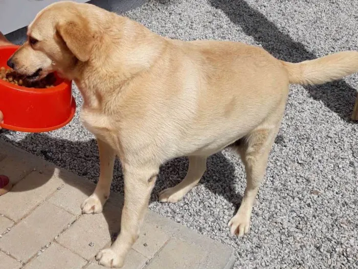 Cachorro ra a SRD idade 6 ou mais anos nome Dora