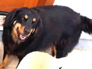 Cachorro raça SRD idade 5 anos nome Dudi