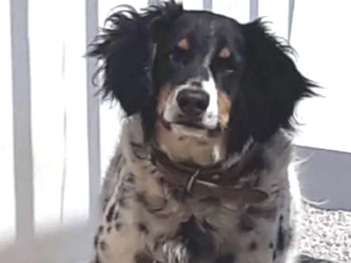 Cachorro ra a SRD idade 5 anos nome Hollie