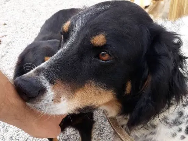 Cachorro ra a SRD idade 5 anos nome Hollie