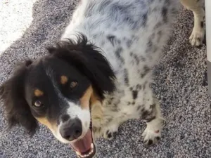 Cachorro raça SRD idade 5 anos nome Hollie