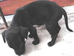 Cachorro raça  idade Abaixo de 2 meses nome Meny