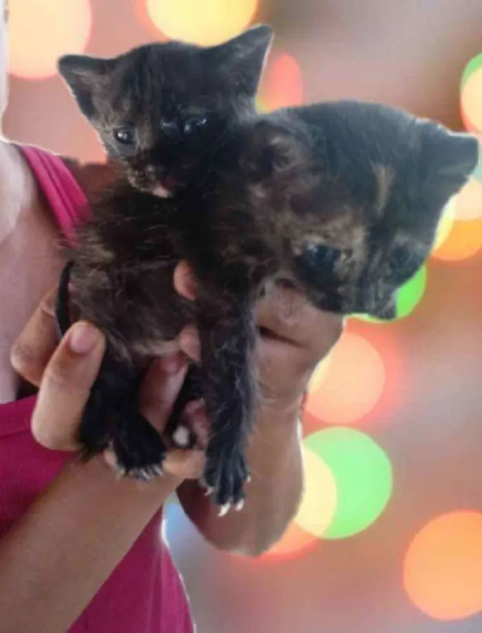 Gato raça Srd idade Abaixo de 2 meses nome Docinho e lindinha