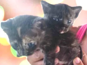 Gato raça Srd idade Abaixo de 2 meses nome Docinho e lindinha