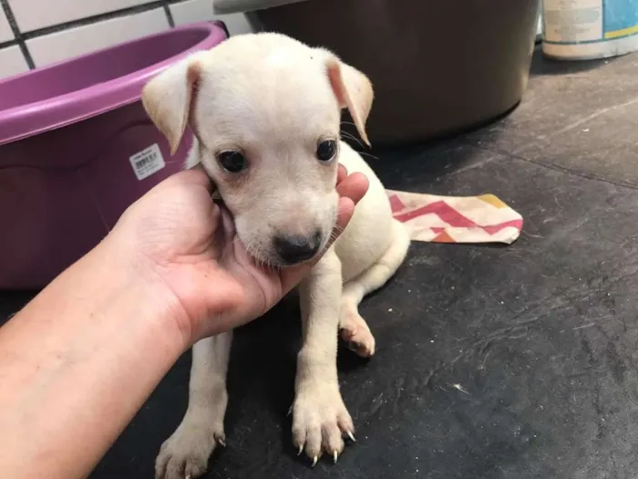 Cachorro ra a SRD idade Abaixo de 2 meses nome Branquinho