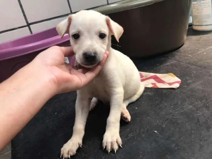 Cachorro ra a SRD idade Abaixo de 2 meses nome Branquinho