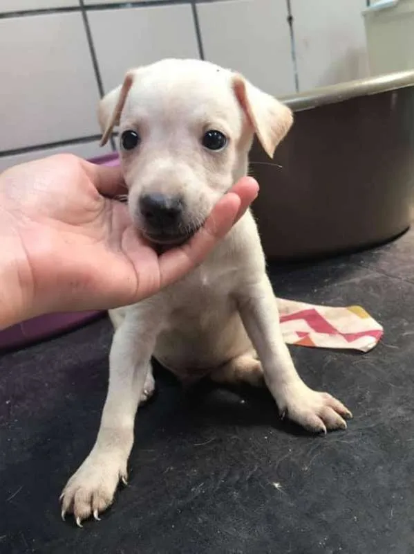 Cachorro ra a SRD idade Abaixo de 2 meses nome Branquinho