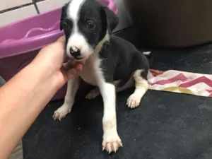 Cachorro raça SRD idade Abaixo de 2 meses nome Zeus