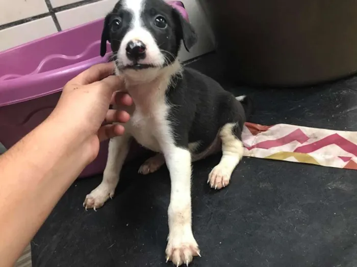 Cachorro ra a SRD idade Abaixo de 2 meses nome Zeus