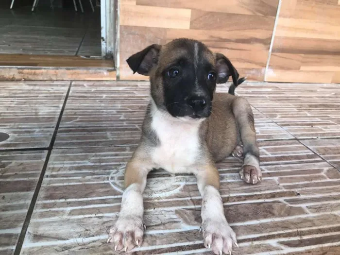 Cachorro ra a SRD idade Abaixo de 2 meses nome Tony
