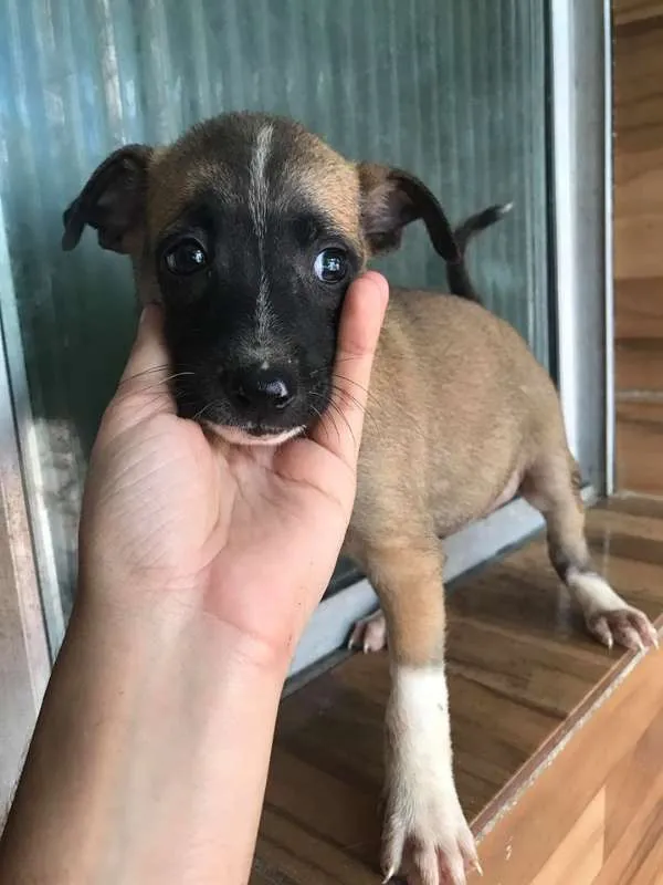 Cachorro ra a SRD idade Abaixo de 2 meses nome Tony