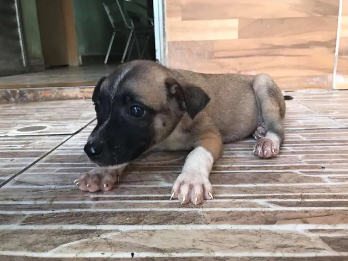 Cachorro ra a SRD idade Abaixo de 2 meses nome Tony