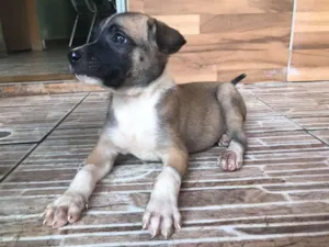 Cachorro raça SRD idade Abaixo de 2 meses nome Tony