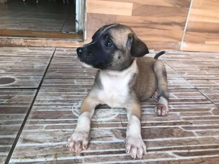 Cachorro ra a SRD idade Abaixo de 2 meses nome Tony