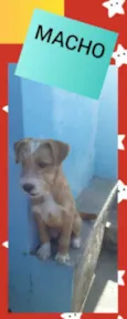 Juninho