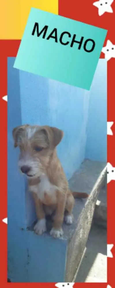 Cachorro ra a Podle  idade 2 a 6 meses nome Juninho