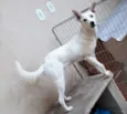 Spayk