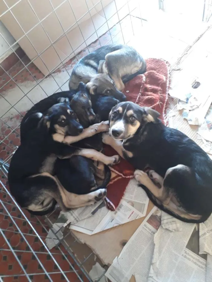 Cachorro ra a Srd idade 2 a 6 meses nome  Spock,