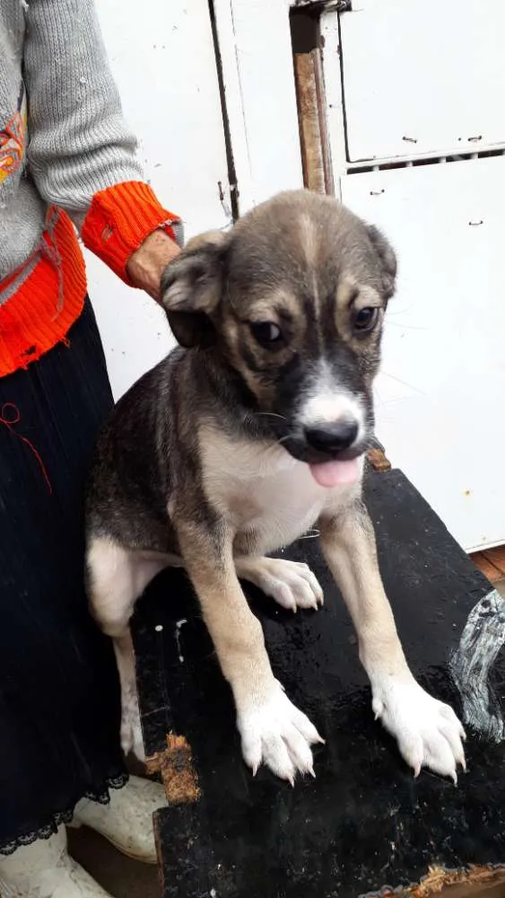 Cachorro ra a Srd idade 2 a 6 meses nome  Spock,