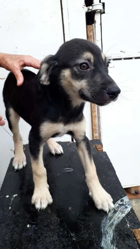 Cachorro ra a Srd idade 2 a 6 meses nome  Spock,