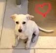 Maia