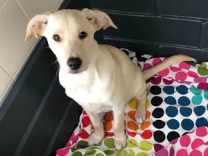 Cachorro raça Srd idade 2 a 6 meses nome Max