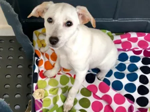 Cachorro raça Srd idade 2 a 6 meses nome Maia