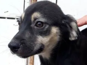 Cachorro raça Srd idade 2 a 6 meses nome  Spock,