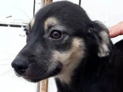 Cachorro ra a Srd idade 2 a 6 meses nome  Spock,