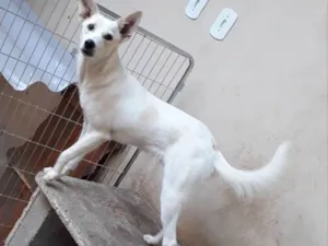 Cachorro raça Srd idade 7 a 11 meses nome Spayk
