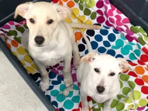 Cachorro raça Srd idade 2 a 6 meses nome Max e Maia