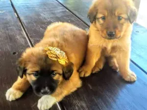 Cachorro raça Mestiço Chow Chow idade Abaixo de 2 meses nome Sem nome