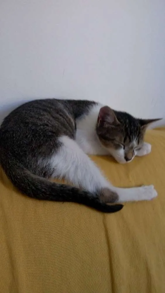 Gato raça Srd idade 2 a 6 meses nome Bonequinha