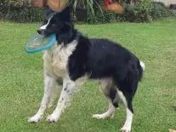 Cachorro raça Border Collie idade 5 anos nome Thunder (Tander)