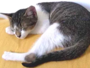 Gato raça Srd idade 2 a 6 meses nome Bonequinha