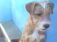 Juninho