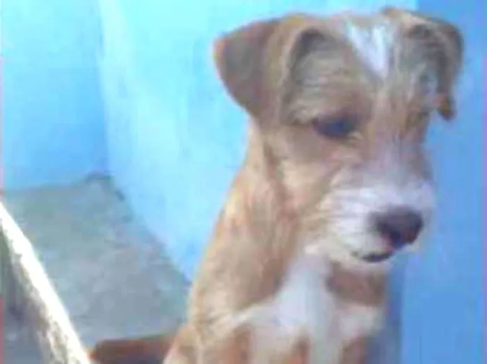 Cachorro ra a Podle  idade 2 a 6 meses nome Juninho