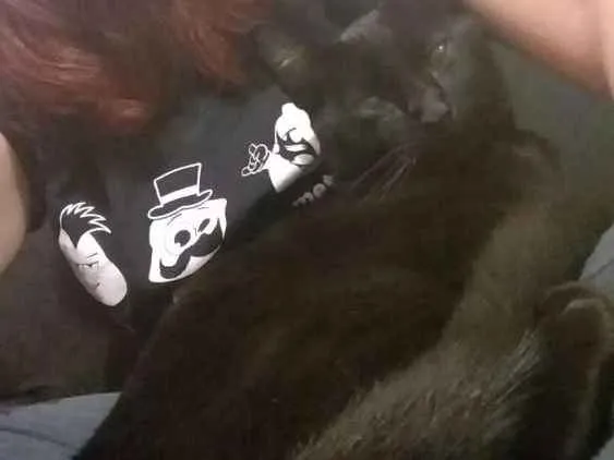 Gato ra a Sem raça idade 1 ano nome Banguela e Money