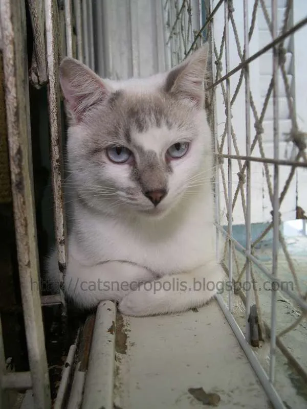 Gato raça srd idade 7 a 11 meses nome Feijão