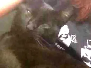 Gato raça Sem raça idade 1 ano nome Banguela e Money