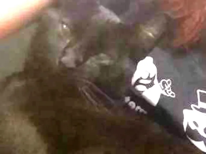 Gato ra a Sem raça idade 1 ano nome Banguela e Money