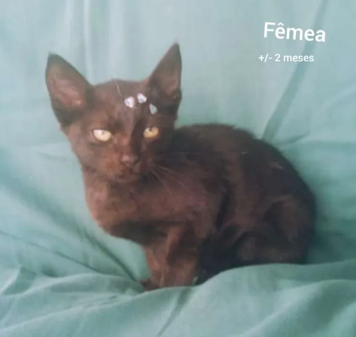Gato raça SRD idade 2 a 6 meses nome Anjinhos abandonados