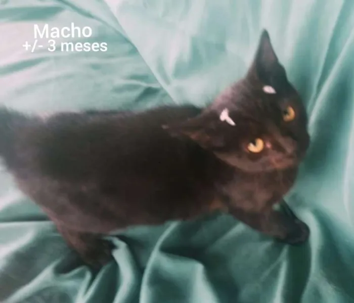Gato raça SRD idade 2 a 6 meses nome Anjinhos abandonados
