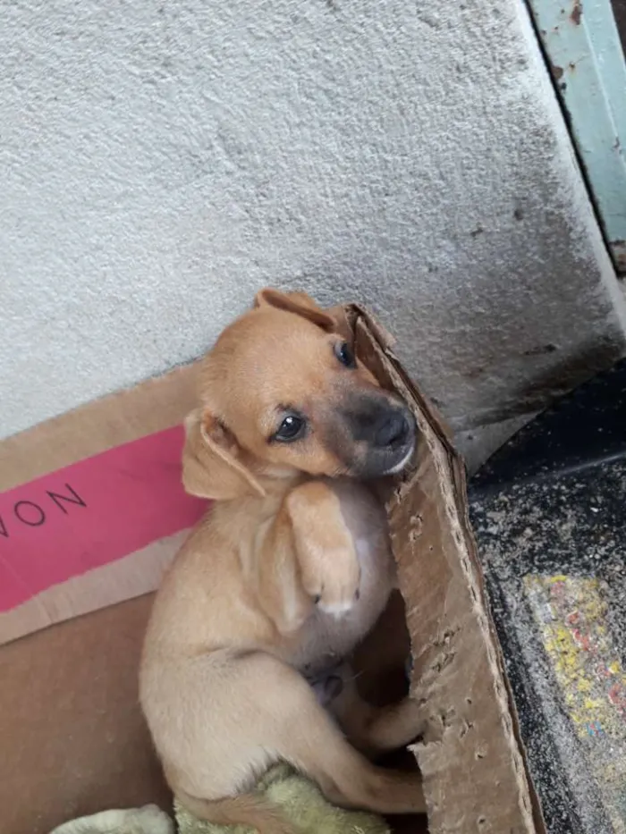 Cachorro raça SRD idade 2 a 6 meses nome Sem nomes