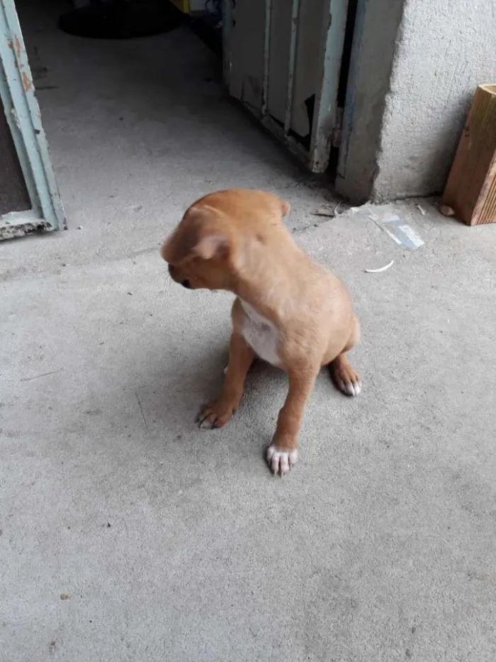 Cachorro raça SRD idade 2 a 6 meses nome Sem nomes
