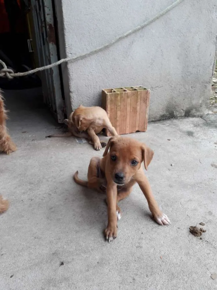 Cachorro raça SRD idade 2 a 6 meses nome Sem nomes
