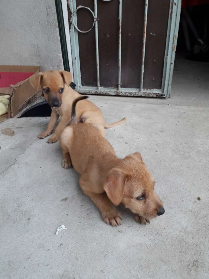 Cachorro raça SRD idade 2 a 6 meses nome Sem nomes