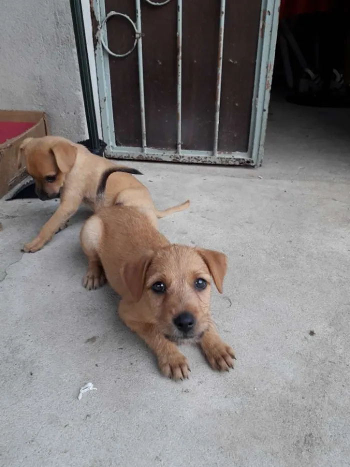 Cachorro raça SRD idade 2 a 6 meses nome Sem nomes